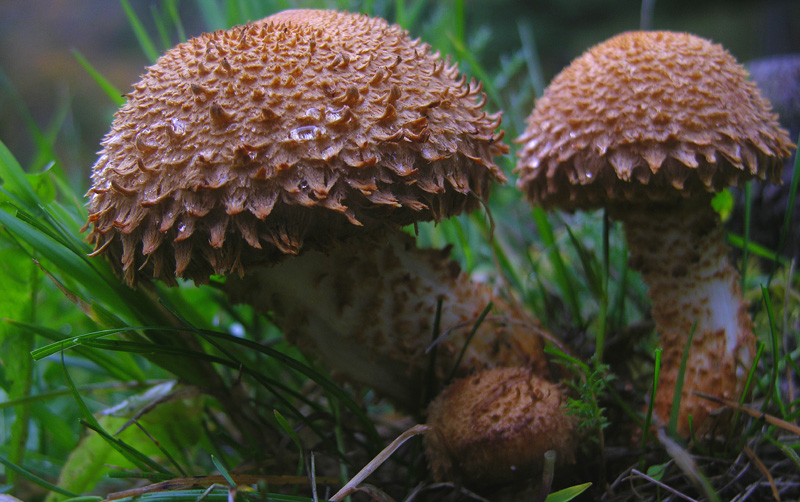 Quant'' bella la Pholiota squarrosa.